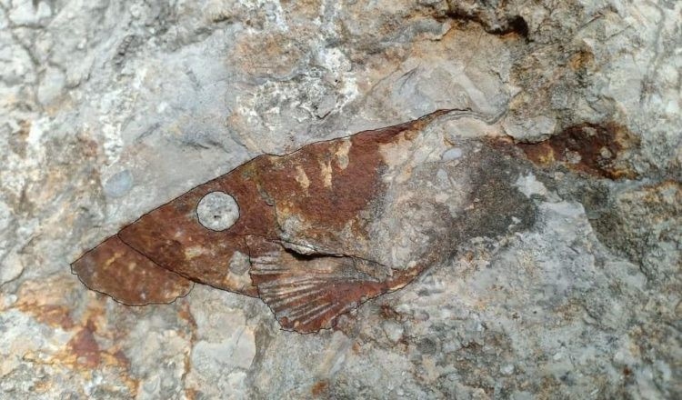 Phát hiện hóa thạch loài cá cổ đại chưa từng thấy ở Campuchia
